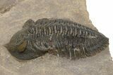 Pseudocryphaeus (Cryphina) Trilobite - Orange Eyes #230470-3